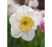 Daffodil Papillion Blanc Bulbs 10 Bulbs Elegant White Butterfly Blooms Garden Plant