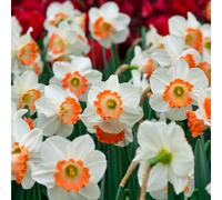 Daffodil Passionale 16 Bulbs - Spring Flowering Hardy Garden Bulbs For Outdoor Planting - Thompson & Morgan