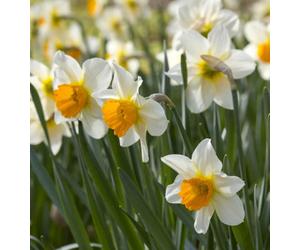 Daffodil Pink Pride 16 Bulbs - Spring Flowering Hardy Garden Bulbs For Outdoor Planting - Thompson & Morgan