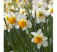 Daffodil Pink Pride 8 Bulbs - Spring Flowering Hardy Garden Bulbs For Outdoor Planting - Thompson & Morgan