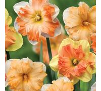 Daffodil Rainbow Butterfly Mix 32 Bulbs - Spring Flowering Hardy Garden Bulbs For Outdoor Planting - Thompson & Morgan