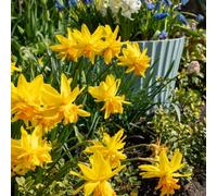 Daffodil Rip Van Winkle 20 Bulbs - Spring Flowering Hardy Garden Bulbs For Outdoor Planting - Thompson & Morgan