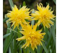 Daffodil Rip Van Winkle 80 Bulbs - Spring Flowering Hardy Garden Bulbs For Outdoor Planting - Thompson & Morgan
