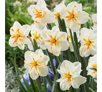 Daffodil Trepolo 6 Bulbs - Spring Flowering Hardy Garden Bulbs For Outdoor Planting - Thompson & Morgan