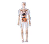 DAGLLGEW Human Body Model for Kids Detachable Visualized 3D Anatomy Model Enlightenment Science Toys Cultivates Explore Curiosity Hands-On Skills, Fully Transparent Human Anatomy