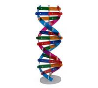 DAGLLGEW Kids DNA Model DNA Double Spiral Model Science Educational Components for Teaching Instrument Spiral Teaching Equipment Kids Experimental Instrument