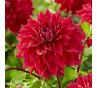 Dahlia Babylon Red - 3 Tubers - Giant Dinnerplate Dahlia - Huge Deep Red Summer Flowers - Borders Pots