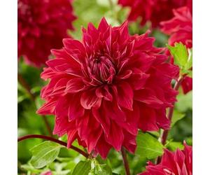 Dahlia Babylon Red - 3 Tubers - Giant Dinnerplate Dahlia - Huge Deep Red Summer Flowers - Borders Pots