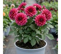 Dahlia Maggiore Deep Rose Live Plant, Deep Pink Summer Flowers, Garden Ready 3L Pot