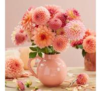 Dahlia 'Peaches and Apricots Bouquet Mix' - 14 x Tubers - Vibrant Mix of Raspberry, Peach & Lemon Colours - Thompson & Morgan