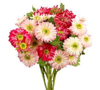 Daily Treasures 30 Heads Artificial Gerbera Daisies - 2 Colors Faux Silk Flowers with Long Stem,Fake Pink Flowers for Indoor/Outdoor, Spring Summer Garden Decor Wedding Office Table (Pink & Rose Red)