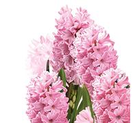 Daisy 3-Ply Spring Flowers Tissue Paper Napkins Serviettes for Decoupage Lunch 33cm x 33cm - Pack of 20 (Pink Hyacinths)