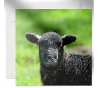 Daisy & Bee - Baa Baa Black Sheep - Open Greetings Card - Lovely Wildlife Photo Design - Blank Inside For Your Own Message - 15cm x 15cm