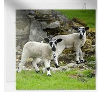 Daisy & Bee - Freckles & Speckles The Sheep - Open Greetings Card - Lovely Wildlife Photo Design - Blank Inside For Your Own Message - 15cm x 15cm