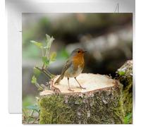 Daisy & Bee - Robin On The Lookout - Open Greetings Card - Beautiful Wildlife Photo Design - Blank Inside For Your Own Message - 15cm x 15cm