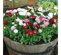 Daisy 'Bellissima Mix'. Plug Plant x6. Bellis plants, bright winter bedding flowers. Bedwen Plants Online Garden Centre