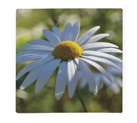 Daisy Flower Large Square Glass Worktop Protector - Spring Flowers Gift - Smooth Board Kitchen Chopping/Cutting Board Worktop Saver with Non-Slip Feet 30cm x 30cm (12" x 12")