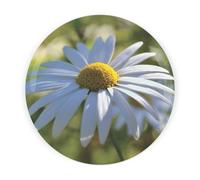 Daisy Flower Round Glass Worktop Saver - Spring Flowers Gift - Textured Kitchen Chopping/Cutting Board Worktop Protector with Non-Slip Feet 30cm x 30cm (12" x 12")