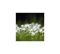 Daisy Meadow White Scatter Seeds - Premium Wildflower Seeds