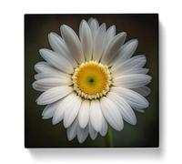 Daisy Photograph No.1 Canvas Print | Gallery Wrapped 30mm Frame Wall Art | 20x20 inches | Ready to Hang | Modern Floral Picture | Living Room Bedroom Lounge Office