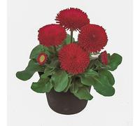 Daisy 'Tasso Red'. Plug Plant x6. Bellis plants, bright winter bedding flowers. Bedwen Plants Online Garden Centre