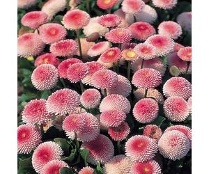 Daisy 'Tasso Strawberries & Cream'. Plug Plant x6. Bellis plants, bright winter bedding flowers. Bedwen Plants Online Garden Centre