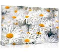 Daisys Daisy Canvas Wall Art Picture Print (24x16in)