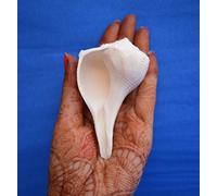 Dakshinavarti Non-Blowable Shankh 3"inch Natural White Valampuri Sangu Pooja Shank - Right Hand Dakshinavarti Lakshmi Shankh Rare Conch Shell for Puja Pooja Diwali Home Decor Gift Valampuri Jal Sangu
