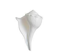 Dakshinavarti Shankh AuthentiC Non-Blowing Shankh for Pooja | Sangu (LAKSHMI SHANKH for Vastu Dosh) | Original Natural Lakshmi Valampuri Sangu Pure White Size :-4 Inch