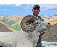 Dall Sheep Hunting | Alaska Range