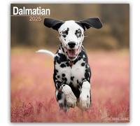 Dalmatian 2025 Square Wall Calendar | Dog Breed Calendar
