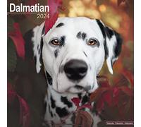 Dalmatian Calendar 2024 | Square Dog Breed Wall Calendar - 16 Month