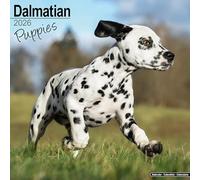 Dalmatian Puppies 2026 Calendar | Square Wall Calendar | Dog Breed Gift | Plastic Free Packaging | by Avonside Publishing