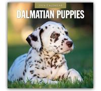 Dalmatian Puppies 2026 Square Wall Calendar: Original Red Robin Publishing Ltd-Kalender [Mehrsprachig] [Kalender]