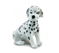 Dalmatian Puppy