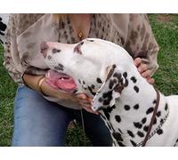 Dalmatians & Chinese Crested Dogs