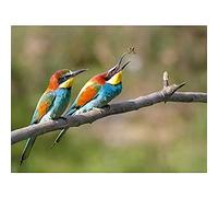 Dalous Pair European Bee-eater Birds Nature Photo Art Print Canvas Premium Wall Decor Poster Mural