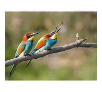 Dalous Pair European Bee-eater Birds Nature Photo Large Wall Art Poster Print Thick Paper 18X24 Inch