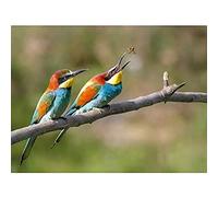 Dalous Pair European Bee-eater Birds Nature Photo Unframed Wall Art Print Poster Home Decor Premium