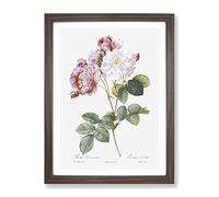 Damask Roses In Pink By Pierre Joseph Redoute Vintage Framed Print | A2 Walnut Framed Wall Art | Ready to Hang | Classic Nature Picture | Living Room Bedroom Lounge Office