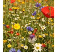 DamavandPro 10 kg Irish Wild Flower Meadow Seeds
