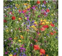 Damavandpro 100G Wildflower Seeds Mix Seed Wild Flowers Garden Bee Scented Meadow Flower No Grass