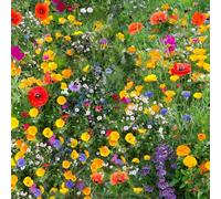 DamavandPro 10kg Wildflower Meadow Seeds - Bulk No Grass Mix