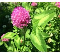 DamavandPro 1kg Clover Red Seed Trifolium