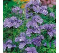 DamavandPro 1kg PHACELIA TANACETIFOLIA Seeds: Lacy Phacelia