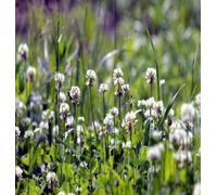 DamavandPro 1kg White Clover Grass Lawn Seed: Low Maintenance, Natural Lawns