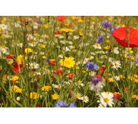 Damavandpro 1Kg Wildflower Seeds Mix Seed Wild Flowers Garden Bee Scented Meadow Flower No Grass