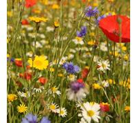 DamavandPro 20 Vibrant Wildflower Meadow Seeds - 100g
