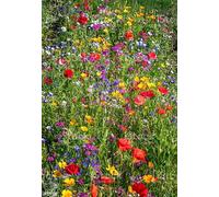 DamavandPro 21 Wildflower Seeds UK Mix Annual Meadow - 1Kg