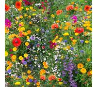 DamavandPro 3kg UK Wildflower Seed